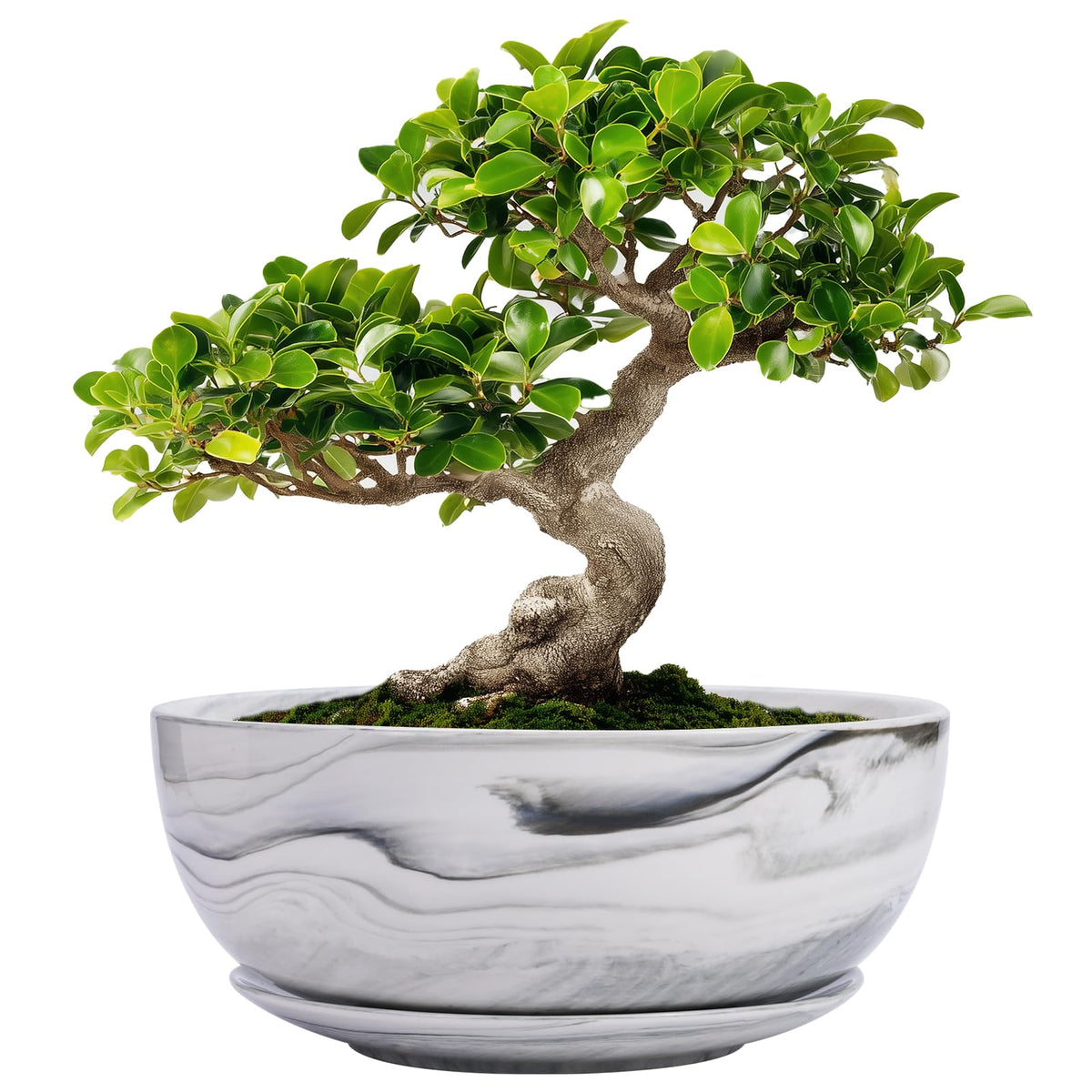 G EPGardening Bonsai Pots marble pattern 8-inch—elevates desks with elegant style.
