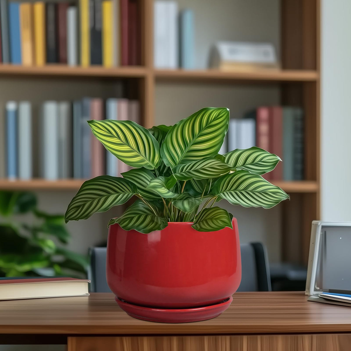 G EPGardening gift-ready planter suitable for birthdays and holidays.