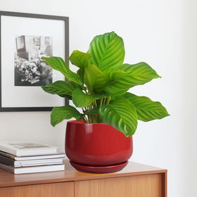 G EPGardening red gloss planter complements modern interiors while housing a variety of indoor plants.