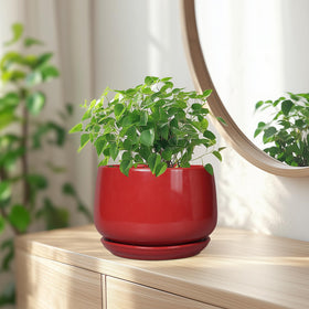 G EPGardening 7-inch red ceramic planter adds a pop of color to tabletops and shelves.
