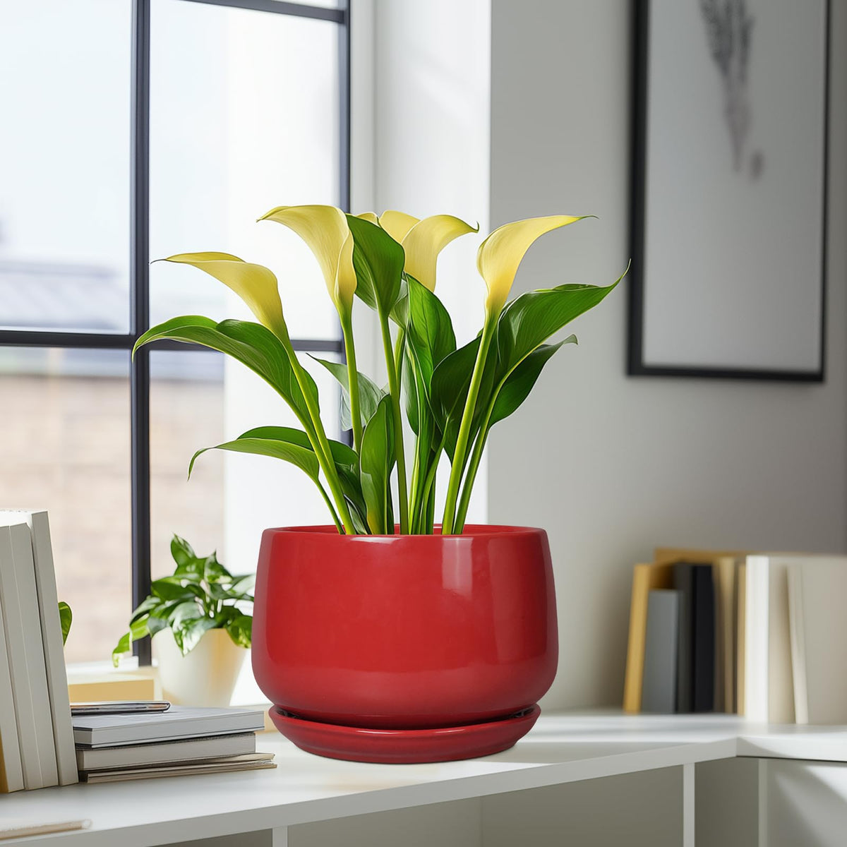 G EPGardening nine-inch pot fits olive trees and succulents well