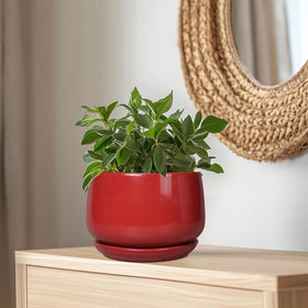 G EPGardening versatile ceramic pot sits nicely on tables or shelves