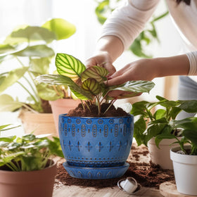 Blue round flower pot by G EPGardening for small plants like succulents.