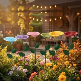Gerrii multicolor watering cups, appealing in any flower bed.