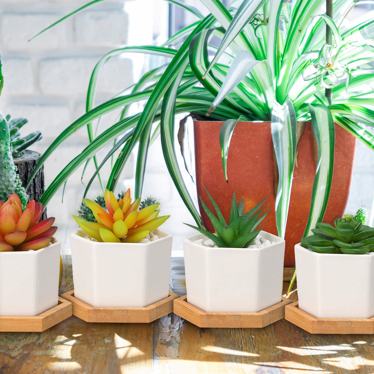 Gerrii succulent pot on a windowsill for bright decor