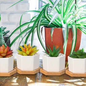Gerrii succulent pot on a windowsill for bright decor