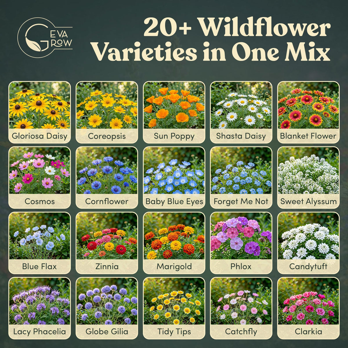 GevaGrow annual wildflower seeds ready to bloom within weeks
