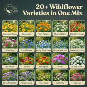 GevaGrow annual wildflower seeds ready to bloom within weeks