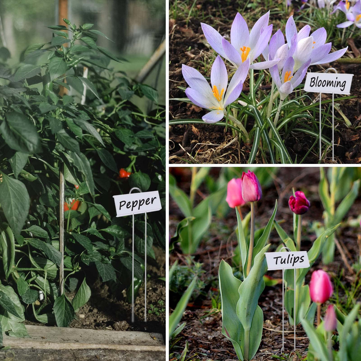 GHAMYEE garden markers make a thoughtful gift for plant lovers and budding gardeners.