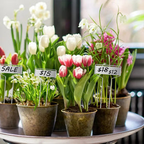 GHAMYEE markers suitable for seedlings, herbs, vegetables, and flowers.