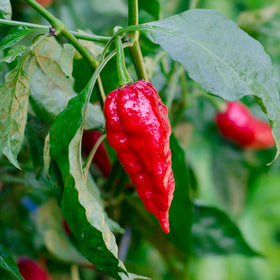 Ghost Pepper red fruits on Bonnie Plants to elevate dishes