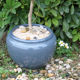 GHYTMTHOT 12lb coarse sand terrarium scene enhances aesthetics and moisture.