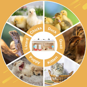 GIFANK Chick Brooder Box transparent skylight for easy supervision.
