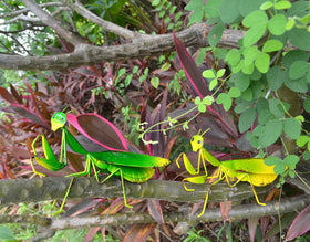 GIFTME 5 outdoor mantis wall decor attached to a wall for yard charm