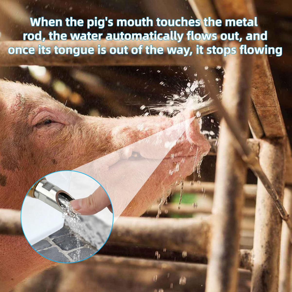 GINDOOR pig waterer system installed on barrel, ready for automatic hydration