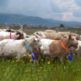 GINDOOR audible bells assist quick location across pastures