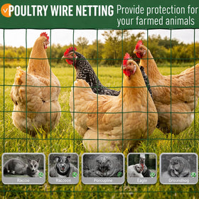 Gisafai chicken coop fencing application maintains secure poultry areas.
