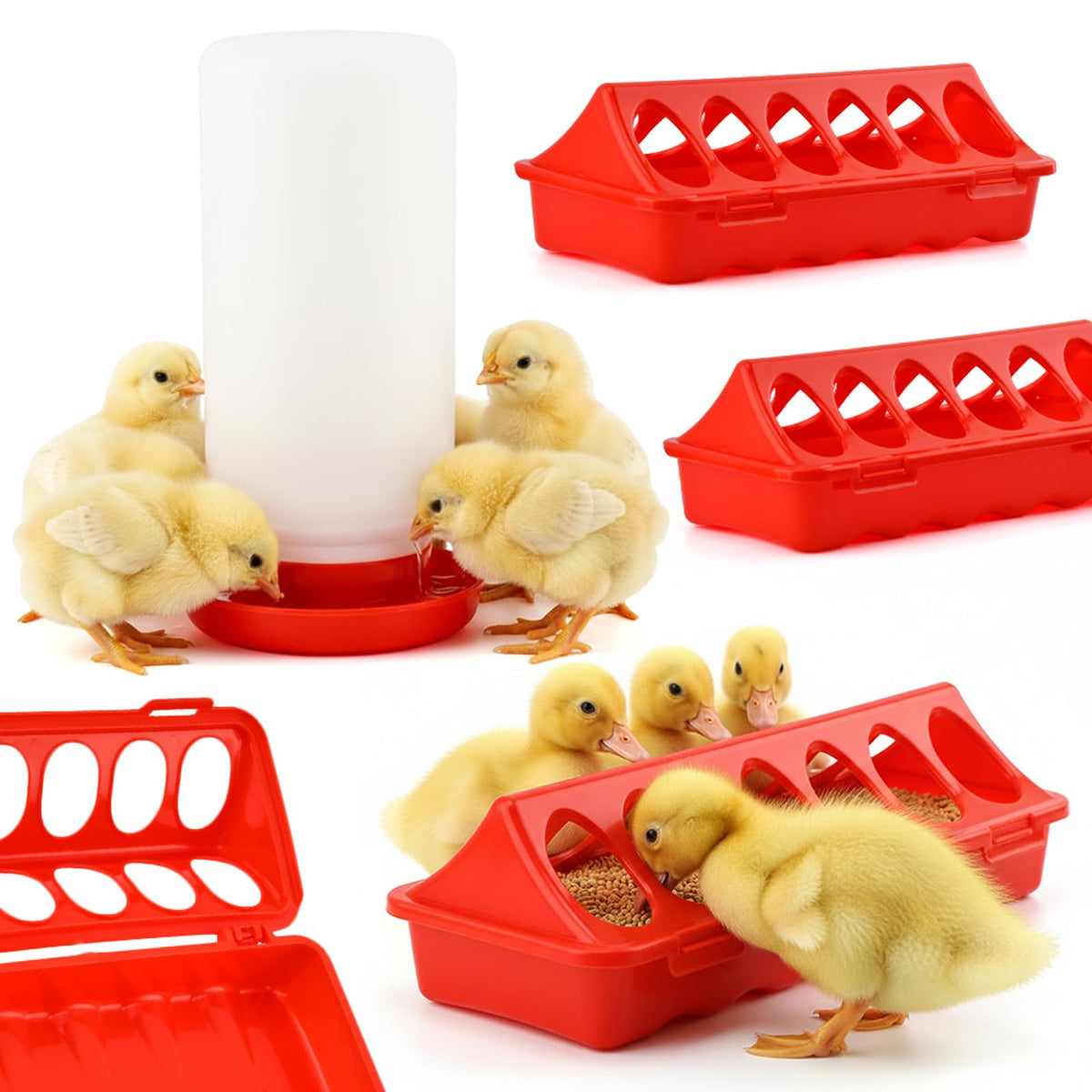 Giyochie durable poultry solution delivers reliable feeding and watering for tiny flocks.