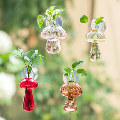 Glasseam mushroom propagation station on a sunny windowsill for herb propagation.