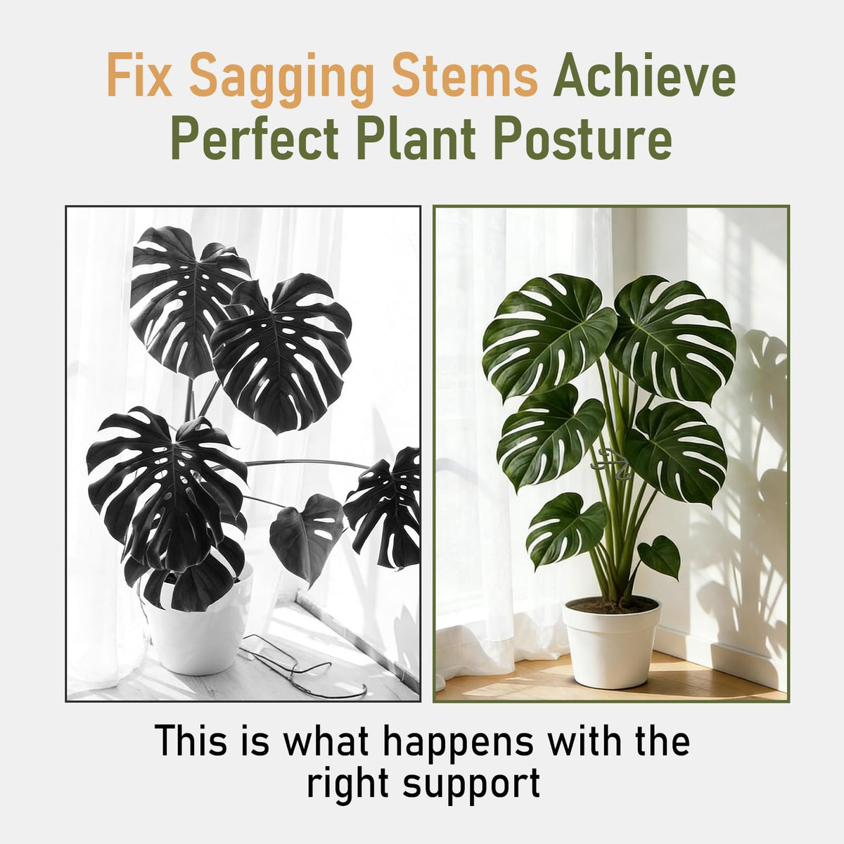 GLCSC indoor plants with forest green support blend invisibly into the display