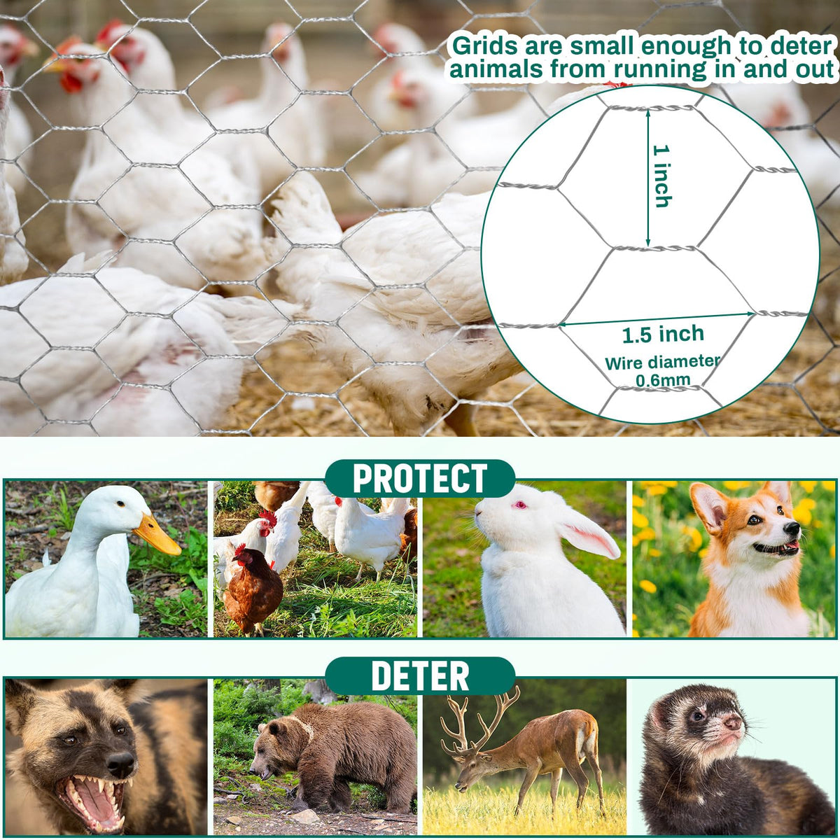 Poultry coop setup with GlikCeil wire for quick, flexible enclosure.