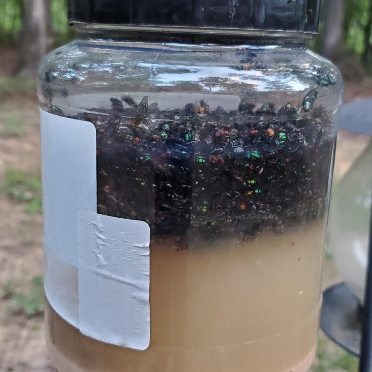 Glovv safe, family-friendly outdoor bait for fly control