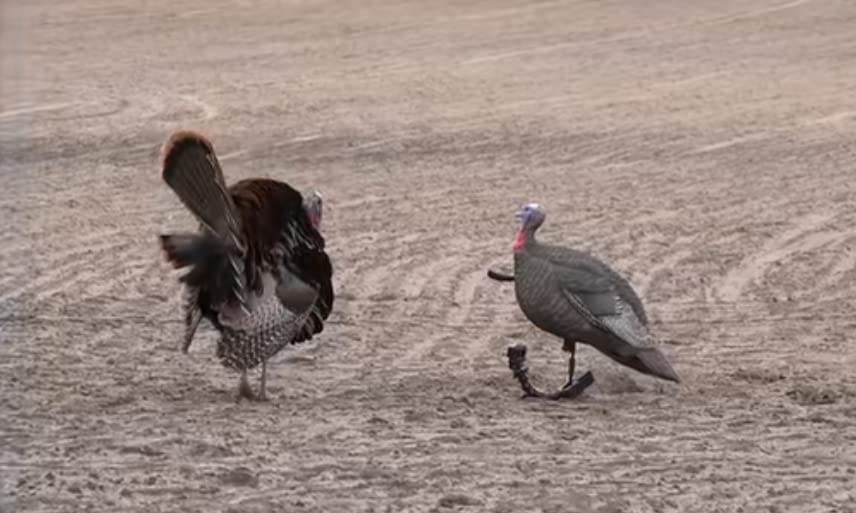 GLOWYE hen turkey decoy doubles as garden decor for festive displays.