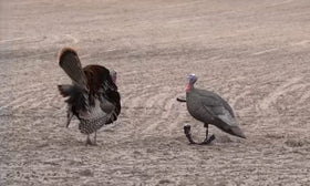 GLOWYE hen turkey decoy doubles as garden decor for festive displays.