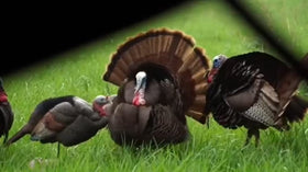 GLOWYE lightweight turkey decoy for easy carry on hunting trips.