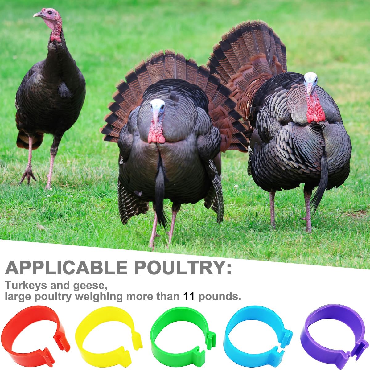 Gmeily leg bands in use on a turkey leg demonstration.
