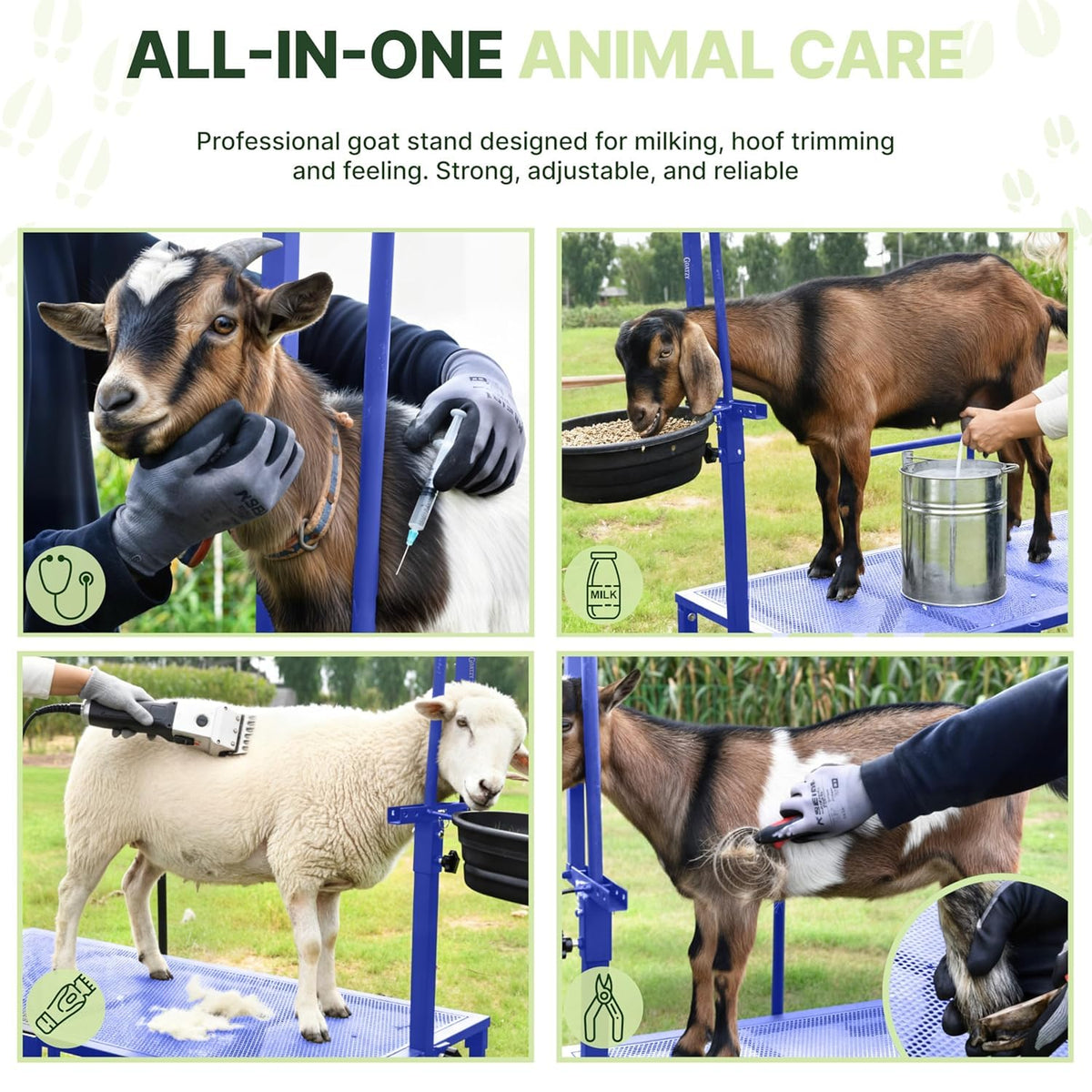 Goatzy Goat Stand grooming-ready setup aids safe hoof trimming and routine care.