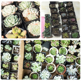 GOETOR 50-pack of black pots helps organize garden projects.