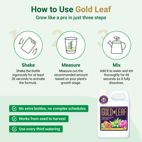 Gold Leaf indoor houseplants thriving with healthy leaves