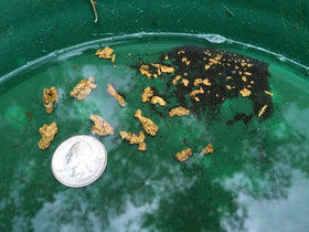 Goldn Paydirt gold concentrate finds showcase mixed nuggets, flakes, and fines for pan enthusiasts.