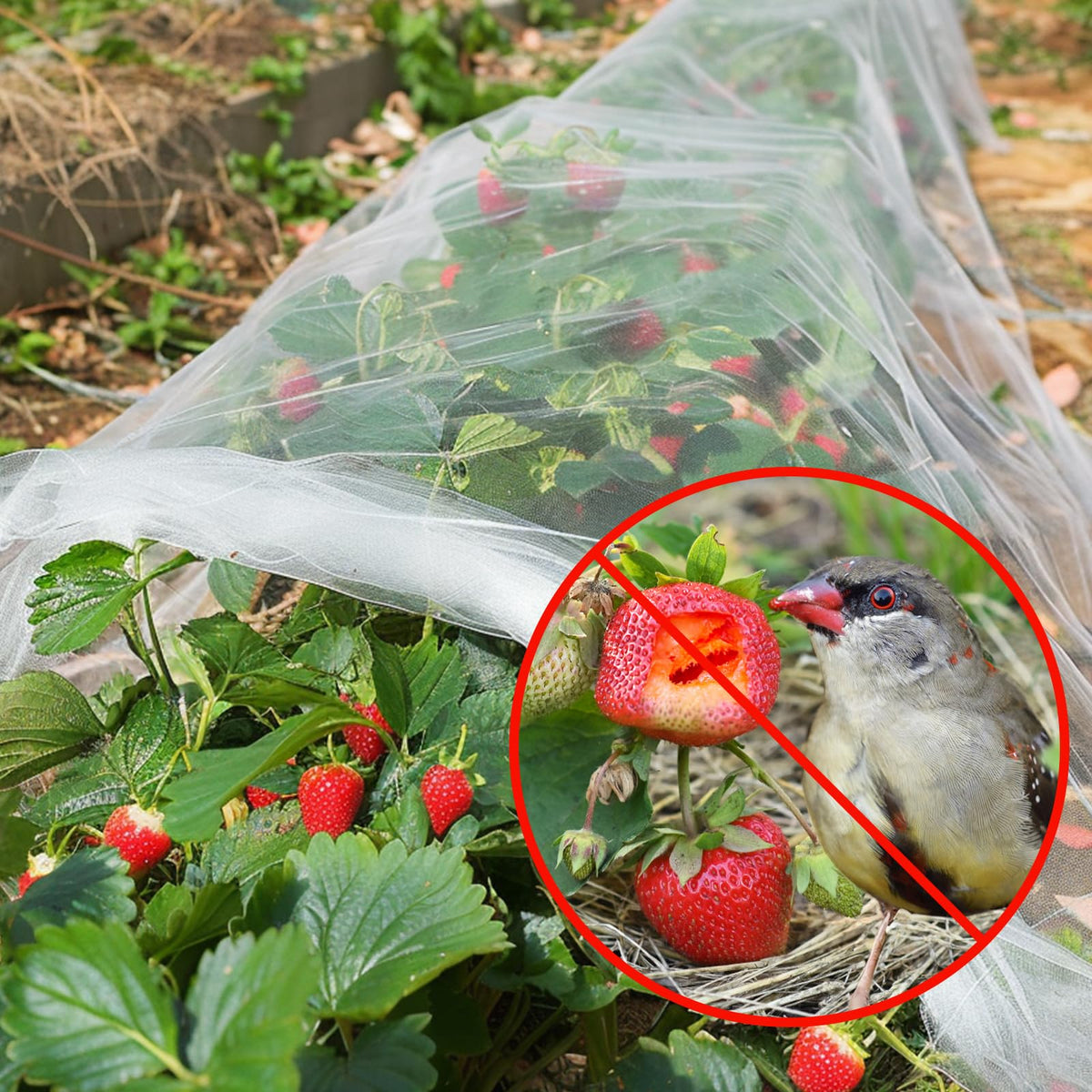 GonLei blueberry netting protecting shrubs while allowing sunlight