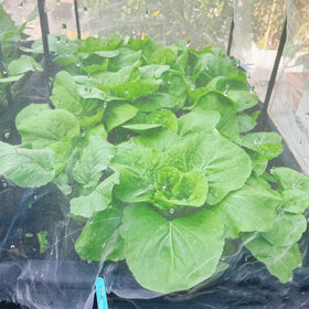 GonLei deer and pest protection netting supports reliable harvests.