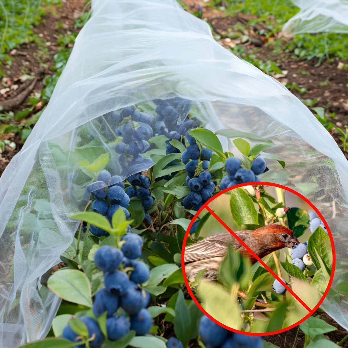 Close-up of GonLei mesh texture highlighting breathability for plants