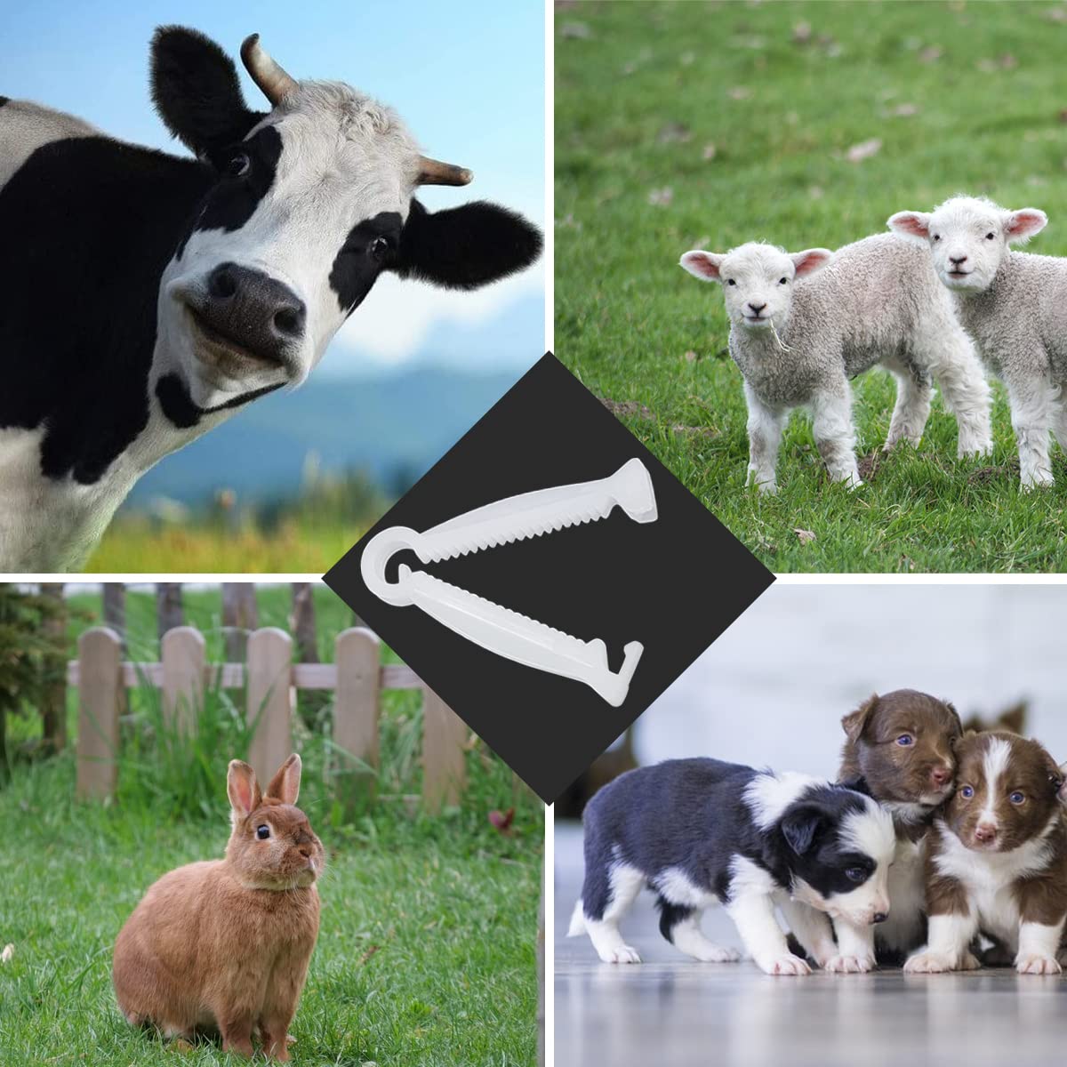 Good news umbilical cord clamp on piglet demonstrates 2-inch length