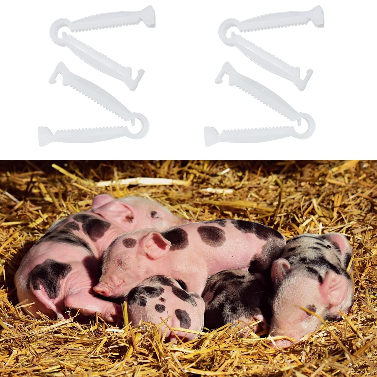 Good news clamp in hand ready for quick, easy application on newborn animals