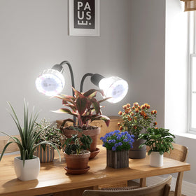 GooingTop 5000K white light optimizes daylight-like ambiance for seedlings.