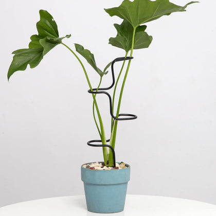 Goooxim 3pc indoor plant support stakes provide sturdy trellis for thriving plants.