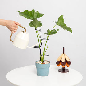 Goooxim ideal for medium plants up to 16 inches tall in pots.