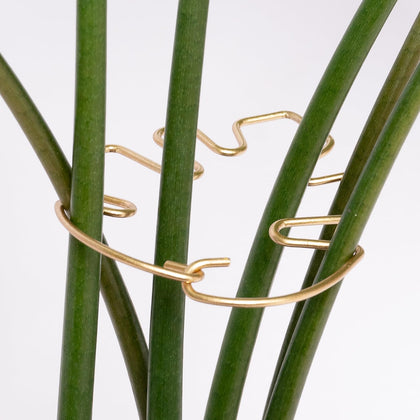 GOOOXIM monstera-stem-support assembly keeps climbing stems steady