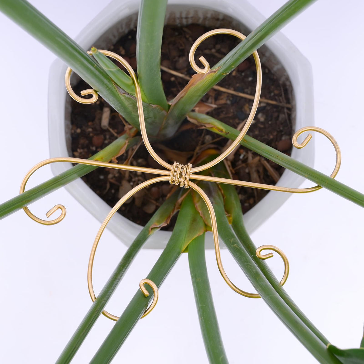 Goooxim Monstera stem support hook stabilizes vines upright with sturdy metal.