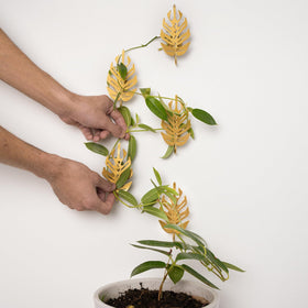 Goooxim no-drill wall gardening setup for indoor spaces.