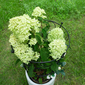 Goooxim roses climbing plants trellis supports vigorous growth