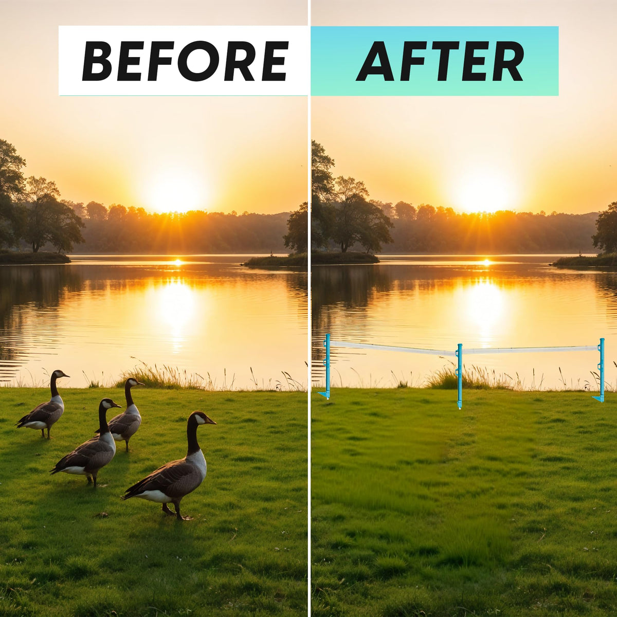 Goose Guard waterfront-deterrent-in-action shows geese steering clear of protected zones.