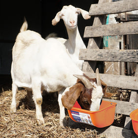 Goovilla dual-pack convenience image communicates savings and simultaneous feeding setup.
