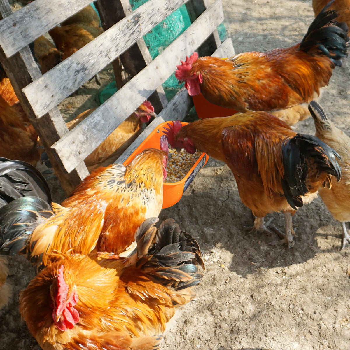 Goovilla no-waste spill design keeps feed tidy and livestock area cleaner.