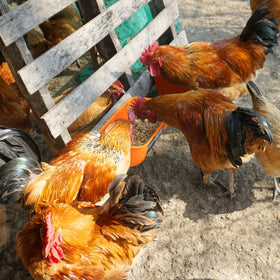 Goovilla no-waste spill design keeps feed tidy and livestock area cleaner.